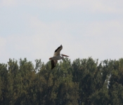 MNRiverPelicans 2014 09 038